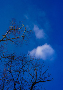 冬季蓝天树干