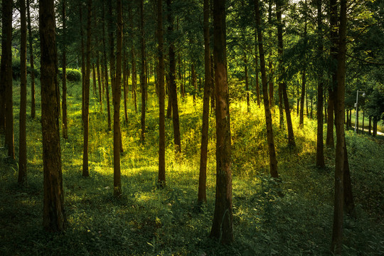 光影交错的树林