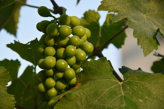 未成熟的葡萄