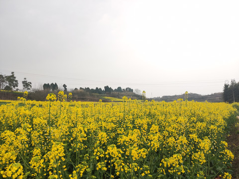 油菜花