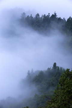 雾漫青山