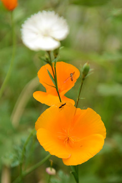 蜜蜂蚂蚁和花菱草花