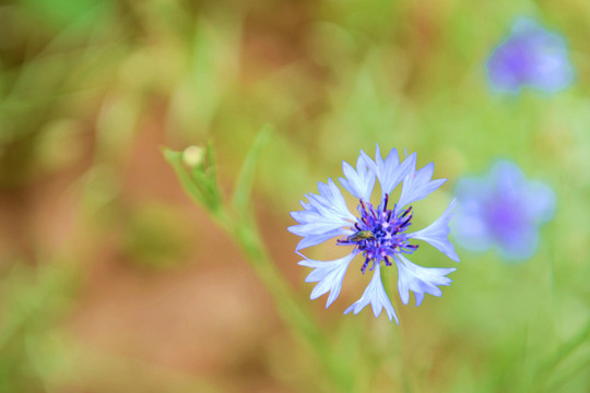 蓝色矢车菊花