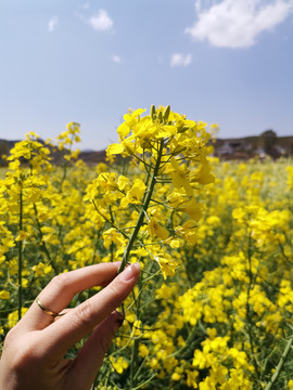 手拿油菜花