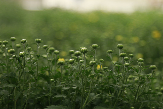 菊花花蕾