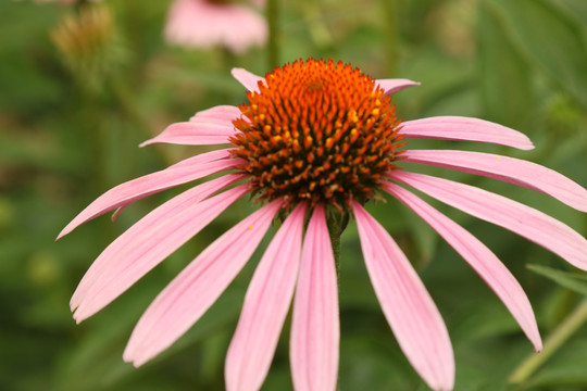 松果菊花卉写