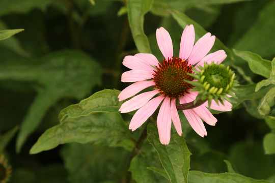 松果菊