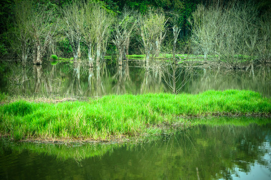 青草绿草池塘湿地枯树春天