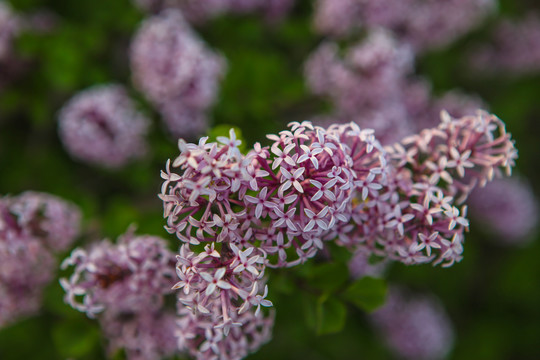 丁香花