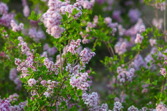 丁香花