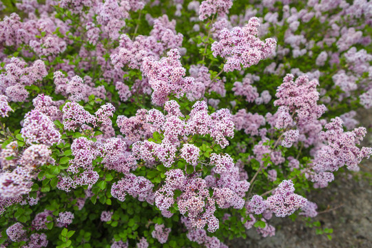 鲜花