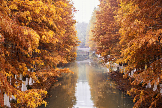 盐城水杉