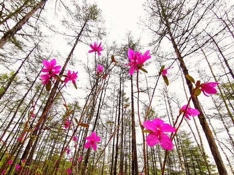 森林杜鹃花