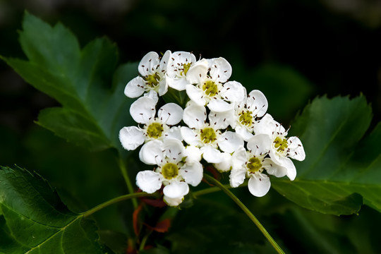 山楂花