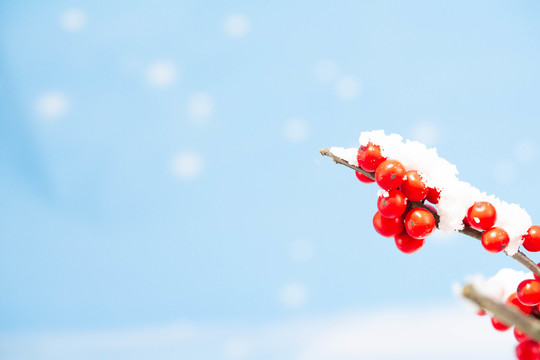 冬季大寒小寒雪景红果