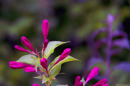 锦带花