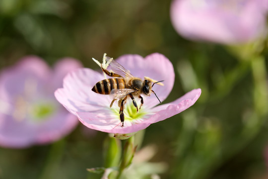 蜜蜂