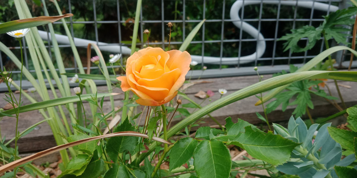 橘黄色玫瑰