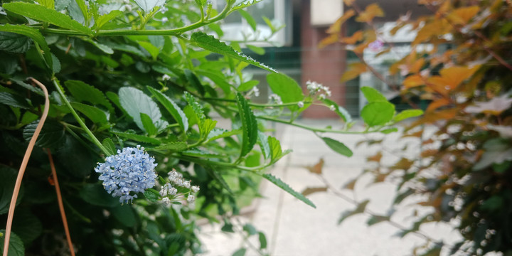 蓝色丁香花