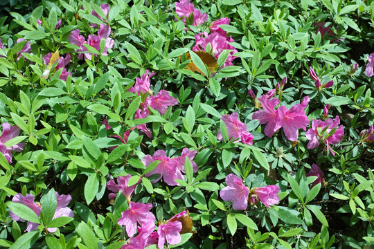 高山杜鹃花映山红