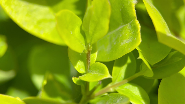 4k实拍春季树木开花结果