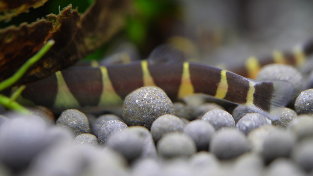 水族蛇崽鱼蛇仔鱼泥鳅