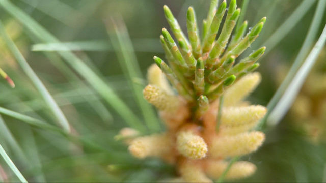 松花粉微距松针植物松子松花