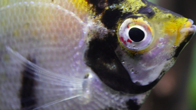 微距热带鱼鱼吃食鱼眼睛鱼鳃