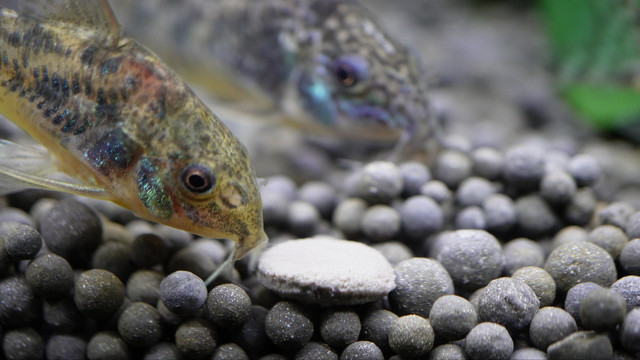 微距水族箱鼠鱼底栖鱼进食