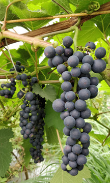 树上的黑葡萄