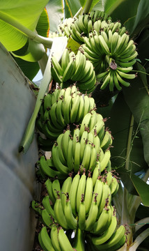 大棚香蕉