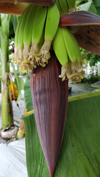 大棚香蕉花果