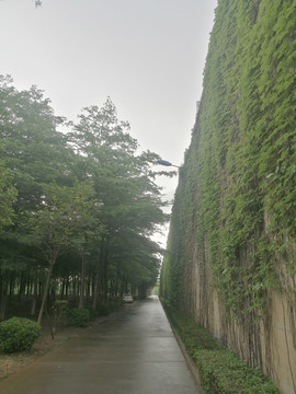 雨后爬山虎公园路