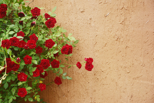 院墙外的蔷薇花