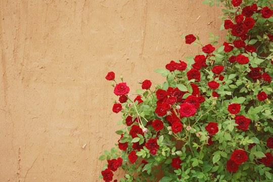 墙面上的红色蔷薇