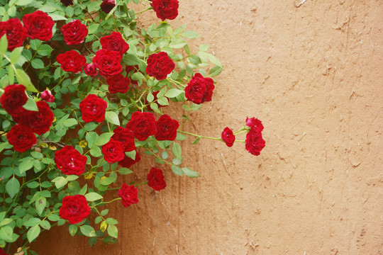 墙面上的红色蔷薇