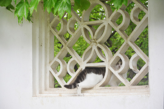 爬窗户的猫