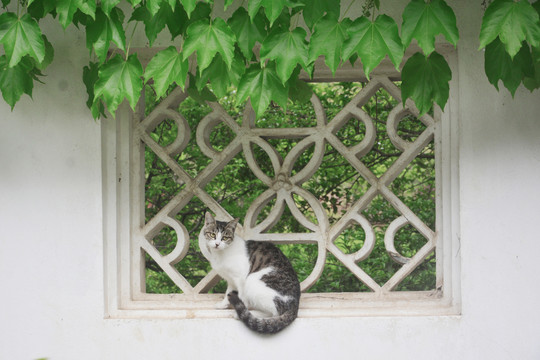 园林窗户上的猫