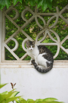 园林窗上的猫