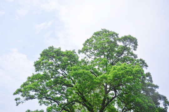 茂密大树