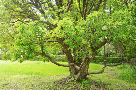 清新小树