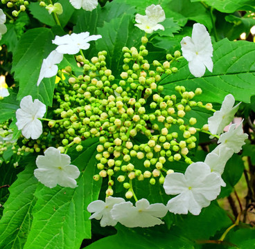 雪球花