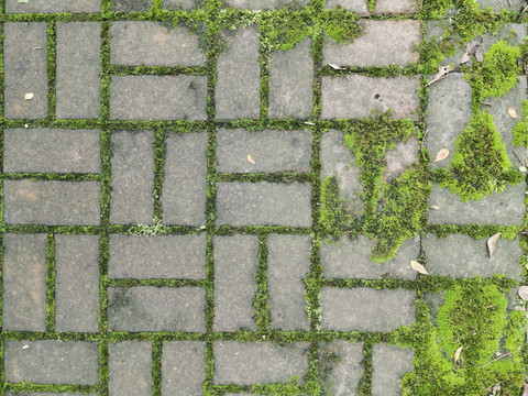 小条砖青苔苔藓缝