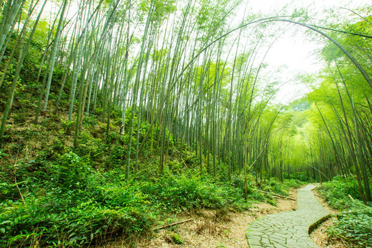 竹林步道