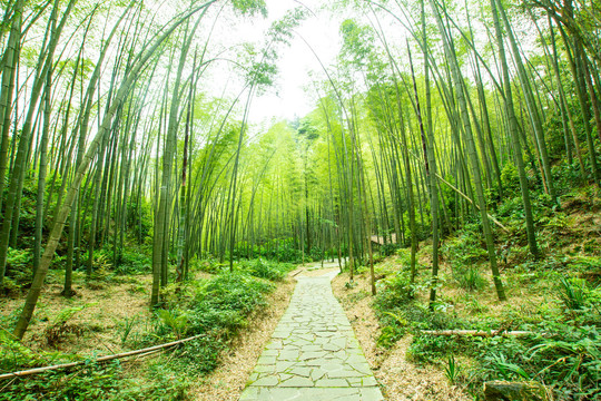 阳光竹林小道