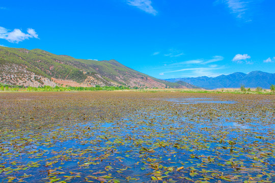 泸沽湖湖草海