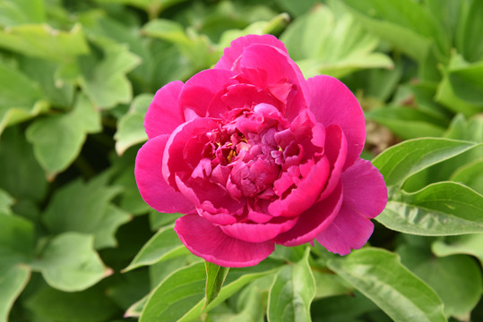 芍药花