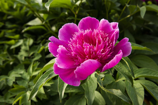芍药花