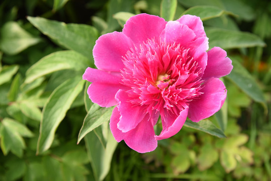芍药花