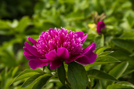 芍药花